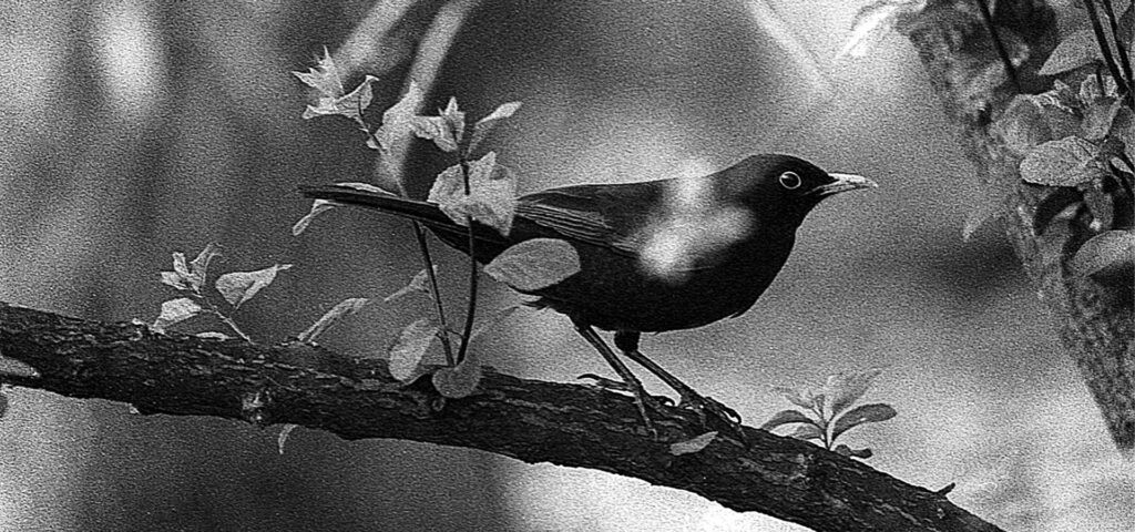 Blackbird / BLACKBIIRD